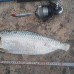 ターポンです。