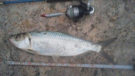 ターポンです。