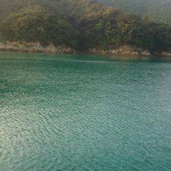 早朝アオリイカ