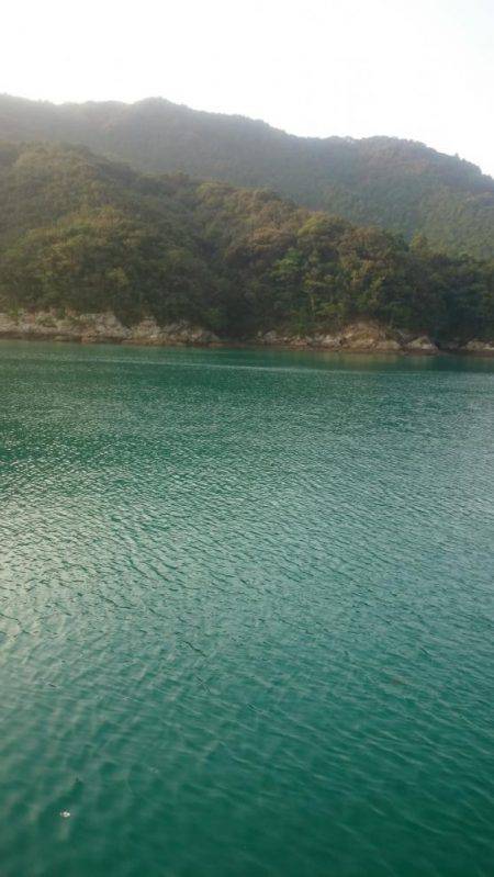 早朝アオリイカ