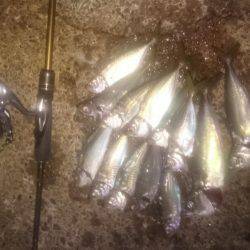 鯵時々太刀魚カッター…