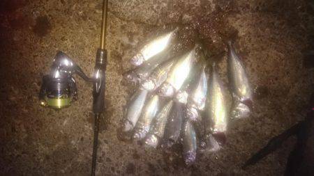 鯵時々太刀魚カッター…