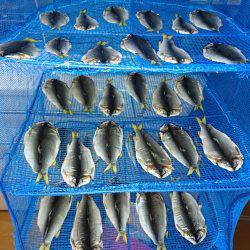 久しぶりの有田川