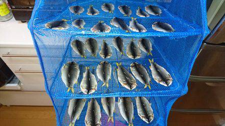 久しぶりの有田川