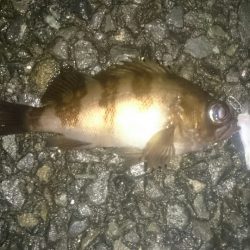 メバルプラグポンポン