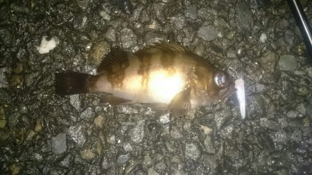 メバルプラグポンポン