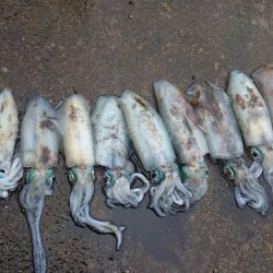 雨の朝マズメ狙い