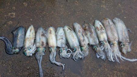 雨の朝マズメ狙い