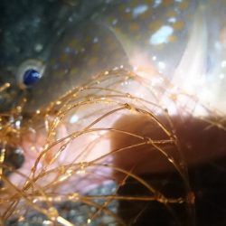 特大のガシラと思ったらアコウでした