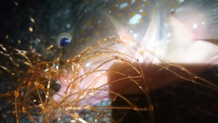 特大のガシラと思ったらアコウでした