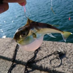 ちょい投げ&サビキ