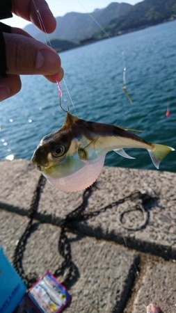 ちょい投げ&サビキ