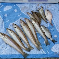 落ちギス狙って再釣行