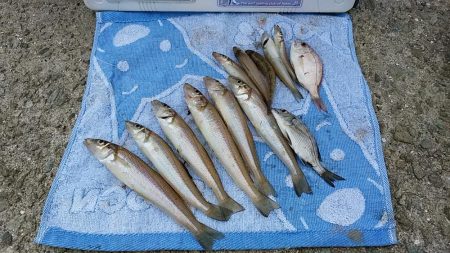 落ちギス狙って再釣行