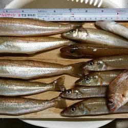 東二見へ落ちギス調査