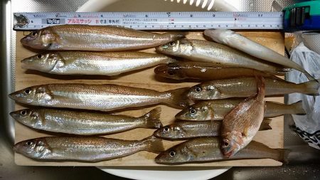 東二見へ落ちギス調査