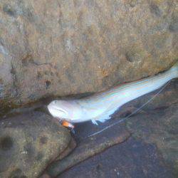 ロックフィッシュ＆エギング＆アジゴ釣り