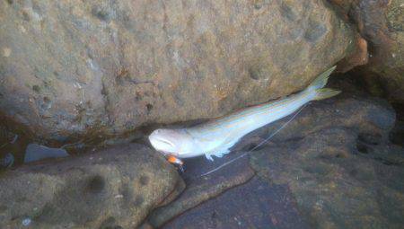 ロックフィッシュ＆エギング＆アジゴ釣り