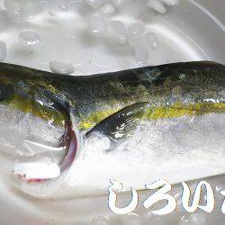 チヌ、タチウオ、ツバス長時間の釣り。