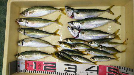 ちょい投げサビキ