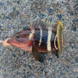 チヌ&ジギング　宮津　ランガン