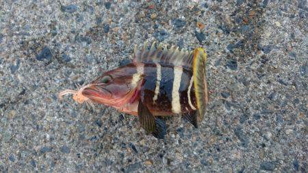 チヌ&ジギング　宮津　ランガン