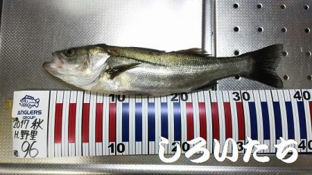 久しぶりの姫路でセイゴ。