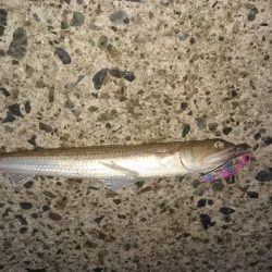 エギング&エソング