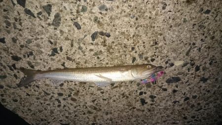 エギング&エソング