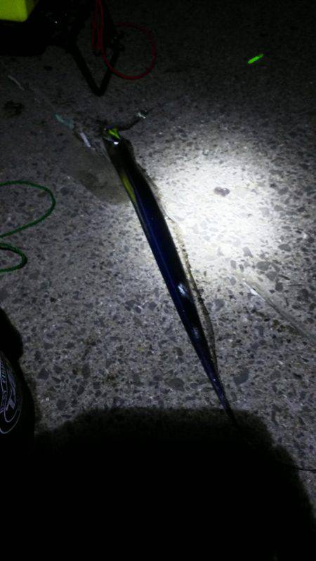 タチウオからのジギングからの穴釣り