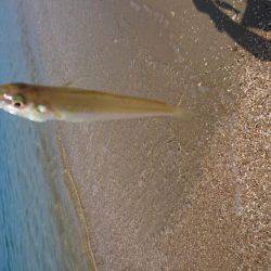 暑い！渋い‼でもキレイ❗