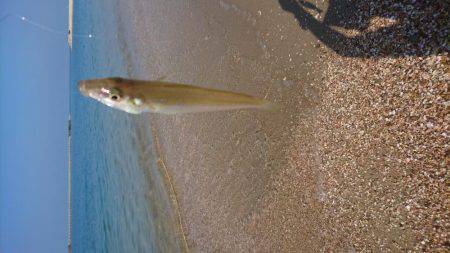 暑い！渋い‼でもキレイ❗