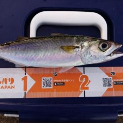 刀狩り、、からの？