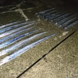 ケーソンタチウオ