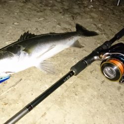 シーバスと珍客