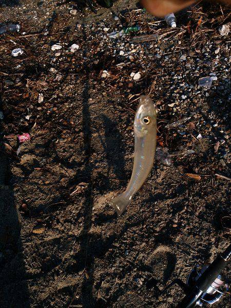 キスがいない・・・