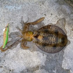 時合がハッキリしています