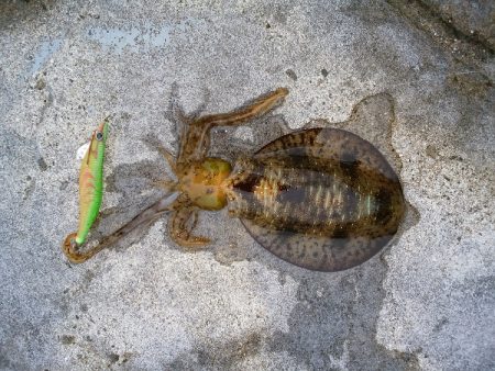 時合がハッキリしています