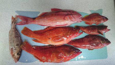 青物、根魚狙い