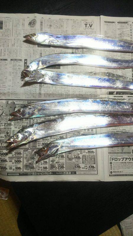 太刀魚ゲッターで一時間に６匹❗