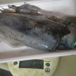 良型出ました。