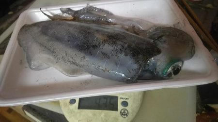 良型出ました。