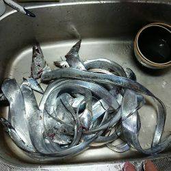 和歌山太刀魚調査