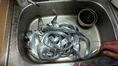 和歌山太刀魚調査