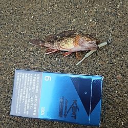 濁りか水温か腕か