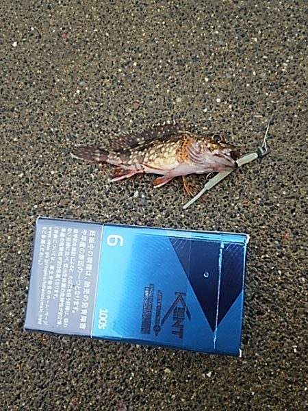 濁りか水温か腕か