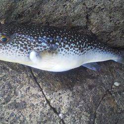 数は釣れど大きさが・・・