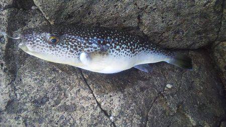 数は釣れど大きさが・・・