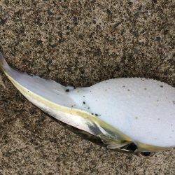 ベラが入れ食いでした