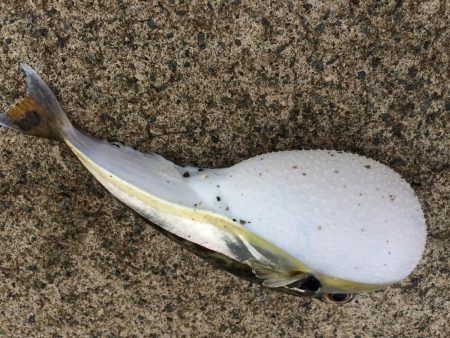 ベラが入れ食いでした